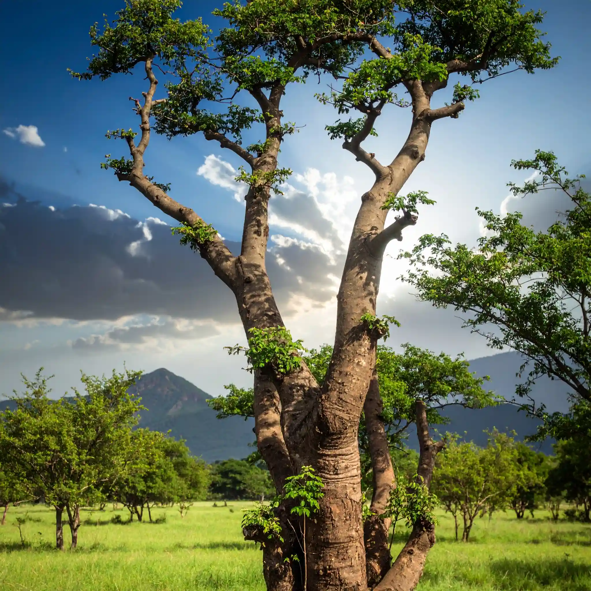 Moringa - Moringabaum